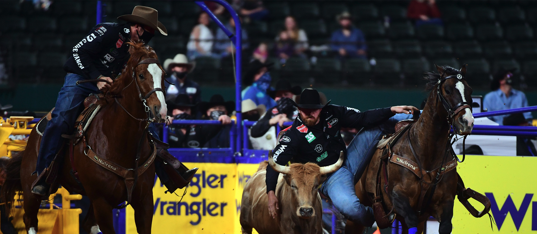 A cowboy competing in Steer Wrestling hanging off his horse and about to jump to wrestle the steer in the rodeo arena.